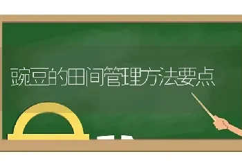 豌豆的田间管理方法要点