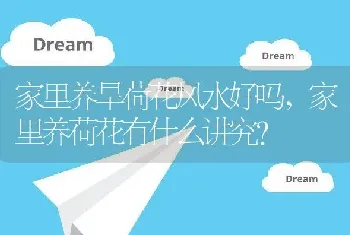 兔子的眼睛像什么