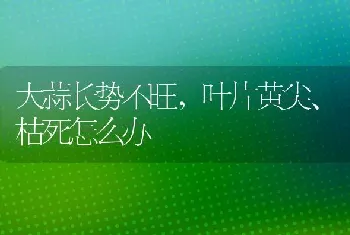 大蒜长势不旺,叶片黄尖、枯死怎么办