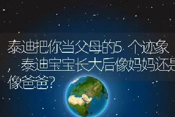 泰迪把你当父母的5个迹象