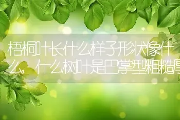 梧桐叶长什么样子形状像什么