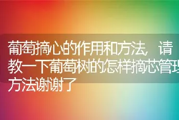 葡萄摘心的作用和方法