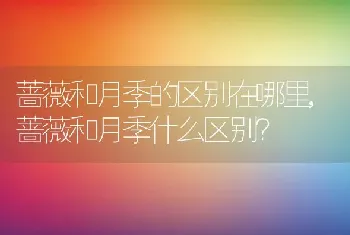 蔷薇和月季的区别在哪里