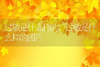 过敏是什么样的