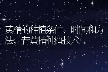 榕树花代表什么意思