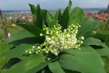 铃兰什么时候开花