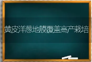 黄皮洋葱地膜覆盖高产栽培