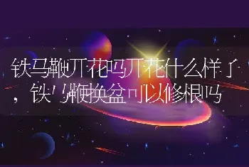 铁马鞭开花吗开花什么样子