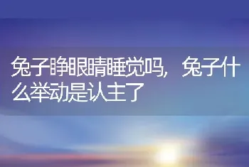 兔子睁眼睛睡觉吗