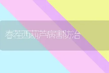 春茬西葫芦病害防治