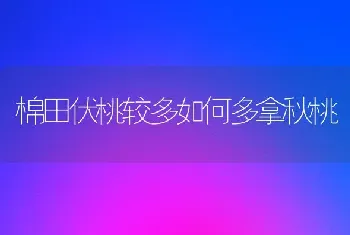 棉田伏桃较多如何多拿秋桃