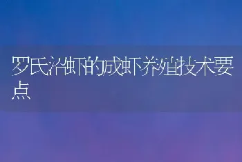 罗氏沼虾的成虾养殖技术要点