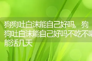 狗狗吐白沫能自己好吗