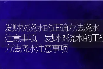 发财树浇水的正确方法浇水注意事项