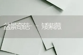 皖麦38