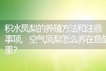 积水凤梨的养殖方法和注意事项