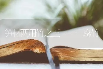 笋材两用竹之王---麻竹