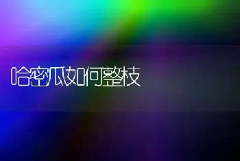 哈密瓜如何整枝