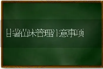 甘薯苗床管理注意事项