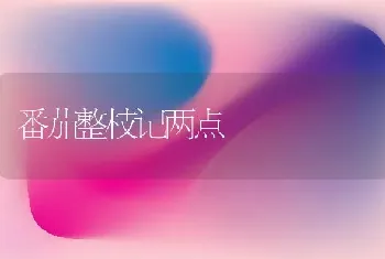 番茄整枝记两点