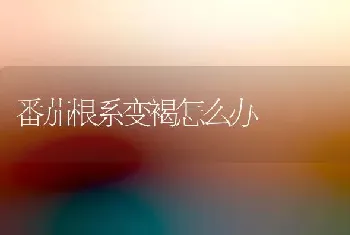 番茄根系变褐怎么办