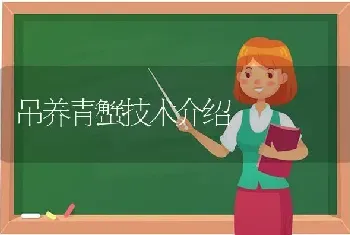 吊养青蟹技术介绍