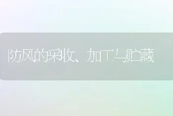 防风的采收、加工与贮藏