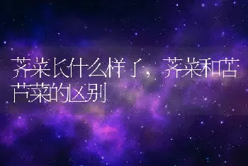 荠菜长什么样子