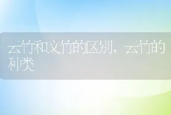 云竹和文竹的区别