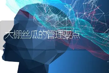 大棚丝瓜的管理要点