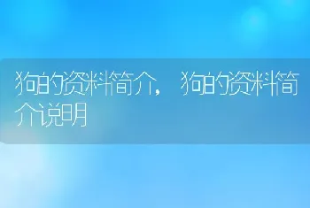 狗的资料简介,狗的资料简介说明