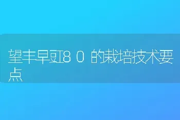 望丰早豇80的栽培技术要点