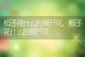 栀子花什么时候开花