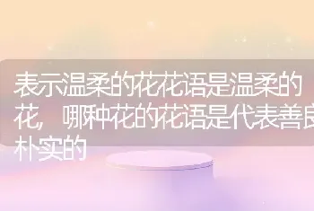 表示温柔的花花语是温柔的花