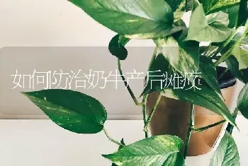 如何防治奶牛产后瘫痪