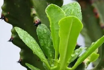 霸王鞭的功效与作用