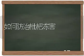 如何防治枇杷冻害