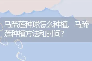 马蹄莲种球怎么种植