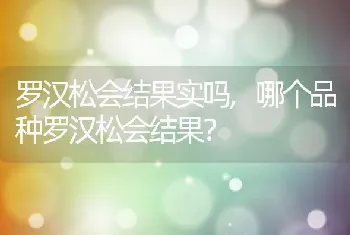 罗汉松会结果实吗