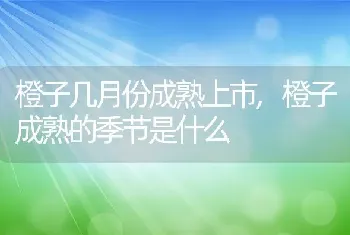 橙子几月份成熟上市