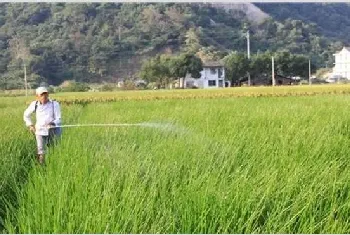 荸荠的田间管理要点