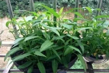 盆栽空心菜的种植方法及养护要点