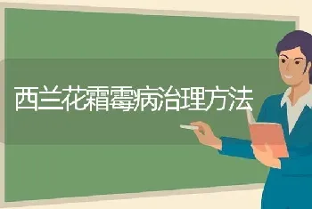 西兰花霜霉病治理方法