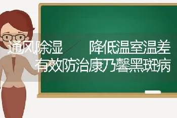 通风除湿  降低温室温差  有效防治康乃馨黑斑病