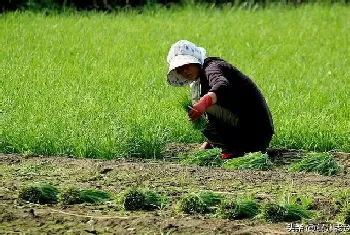 韭菜忌施哪些肥料