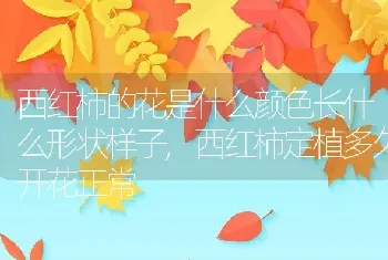 西红柿的花是什么颜色长什么形状样子