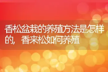 香松盆栽的养殖方法是怎样的