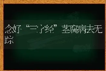 念好“三字经”茎腐病去无踪