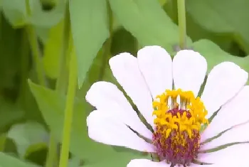 百日草花语象征着什么