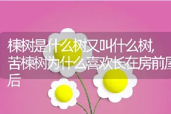 楝树是什么树又叫什么树